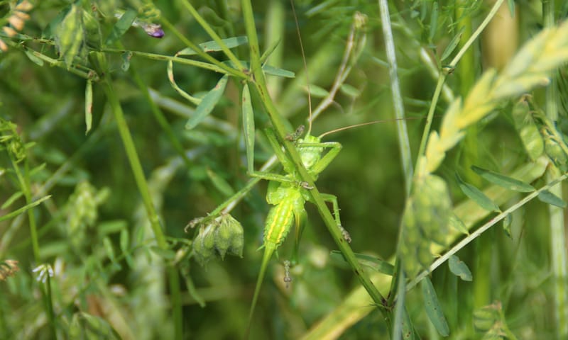 Nimf grote sabelsprinkhaan op pleegakkers IJsselvallei en Planken Wambuis