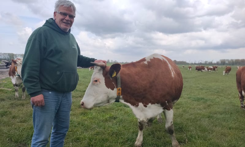 Boer Jan Duijndam bij zijn koeien