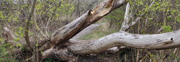 dood hout