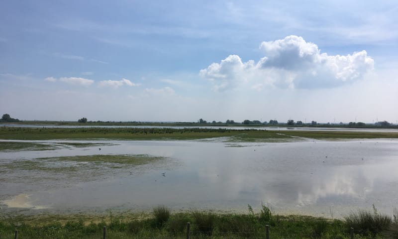 Waterrijke natuur