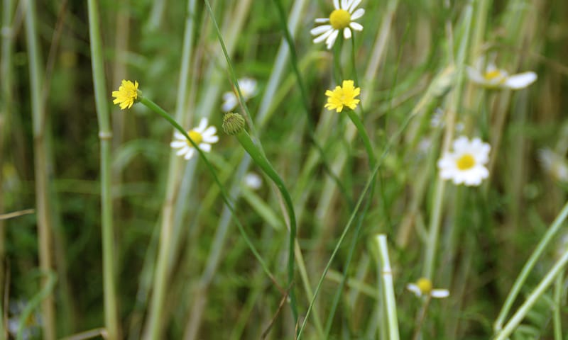 Korensla in pleegakkers met wintergraan