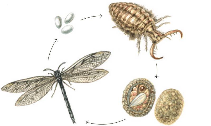Mierenleeuw levenscylcus