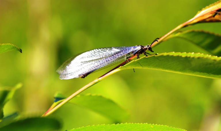Mierenleeuw volwassene