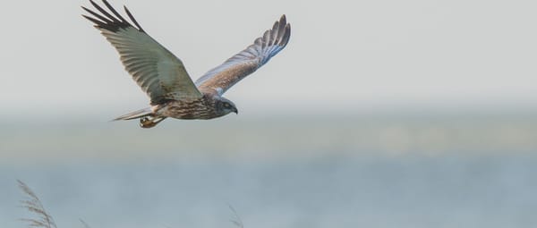 Bruine kiekendief