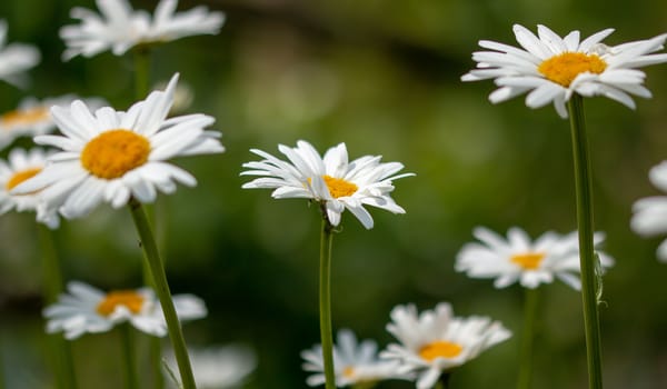 Margriet