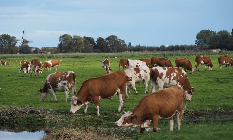 Koeien van Hoeve Biesland in de Ackerdijkse Plassen