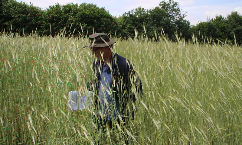 Peter Verbeek tussen de zomerrogge op pleegakker