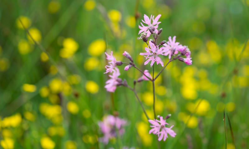Echte koekoeksbloem