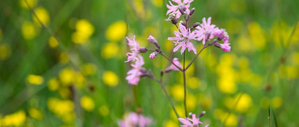 Echte koekoeksbloem