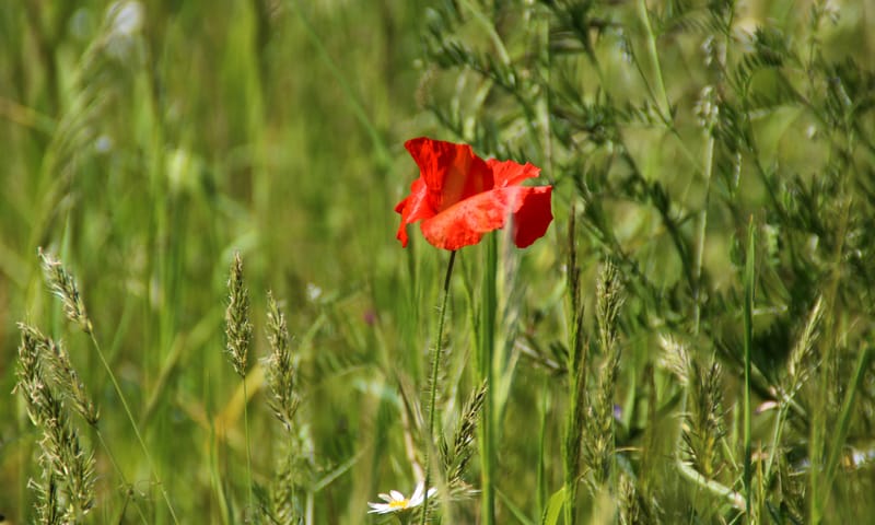 Slofhak met klaproos in pleegakker Oud Reemst