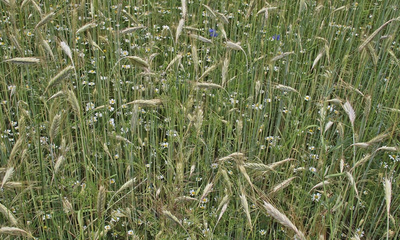 Valse kamille tussen winterrogge pleegakker Loenense Enk