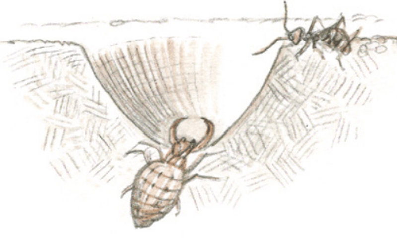 Vangkuil van mierenleeuw