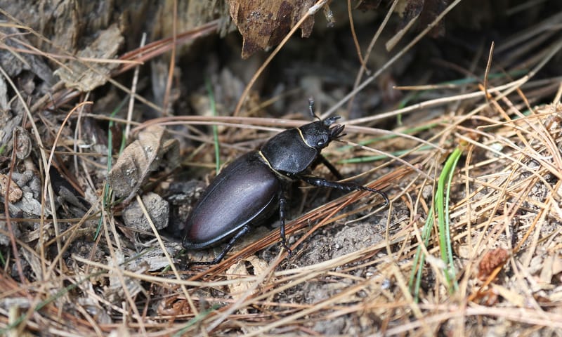 Vrouwtje vliegend hert