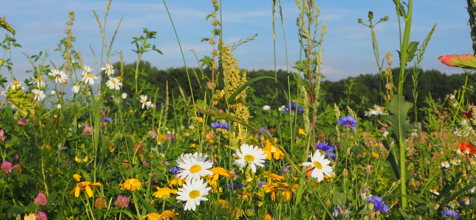 Bloemen
