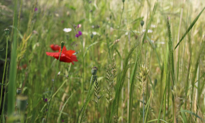 Zaaddozen grote en bleke klaproos op pleegakker Oud Reemst
