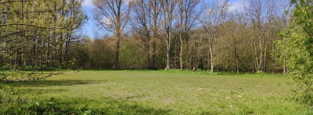 boswei scheelhoek