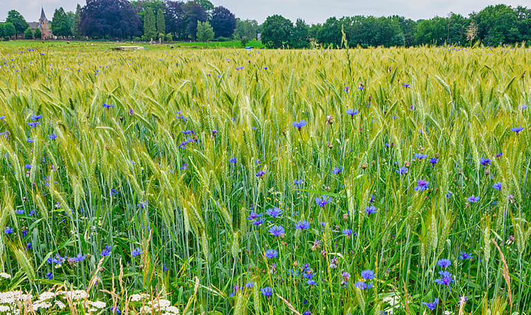 Bloeiende akkers Loenense Enk