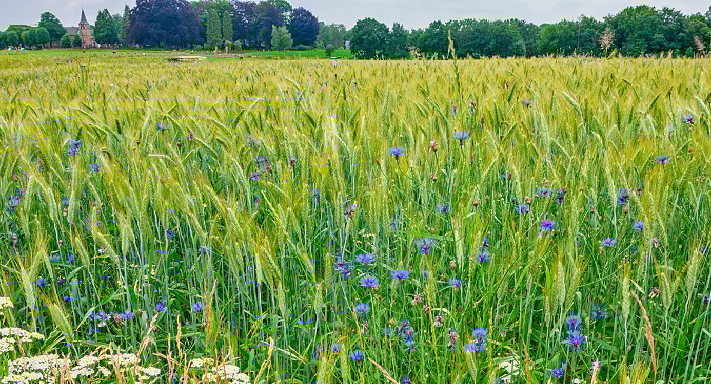 Bloeiende akkers Loenense Enk