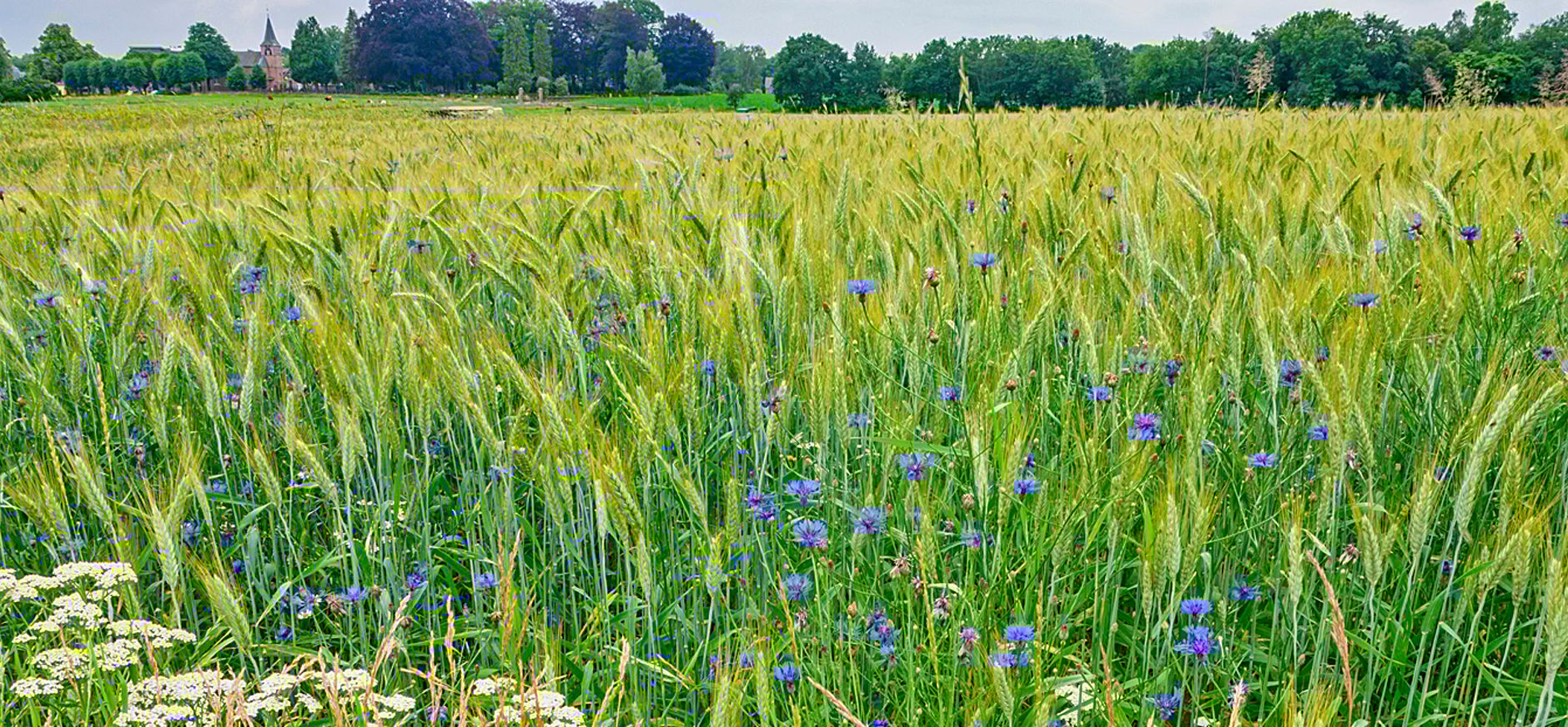 Bloeiende akkers Loenense Enk