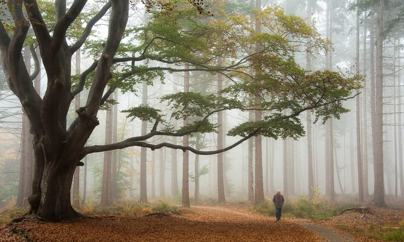 Bos fotografie herfst