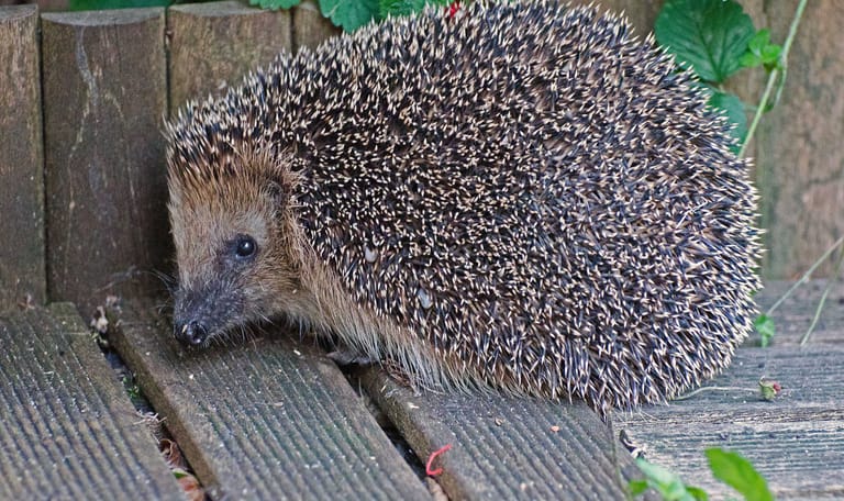 Maak een egelpoortje voor de Egel