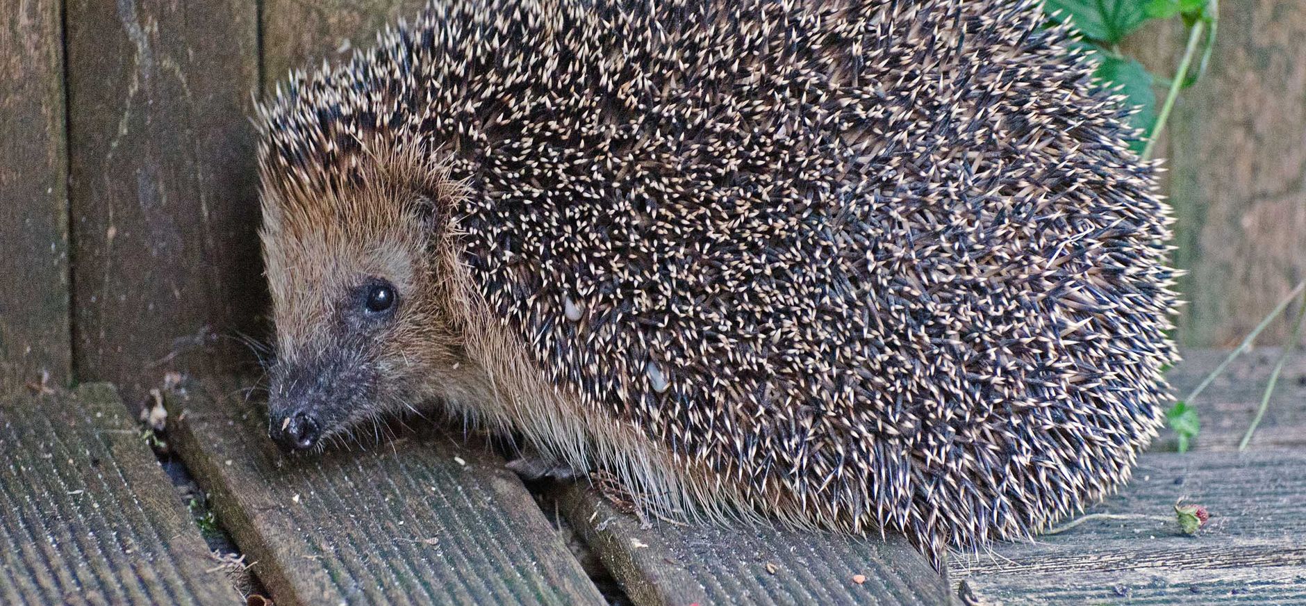 Maak een egelpoortje voor de Egel