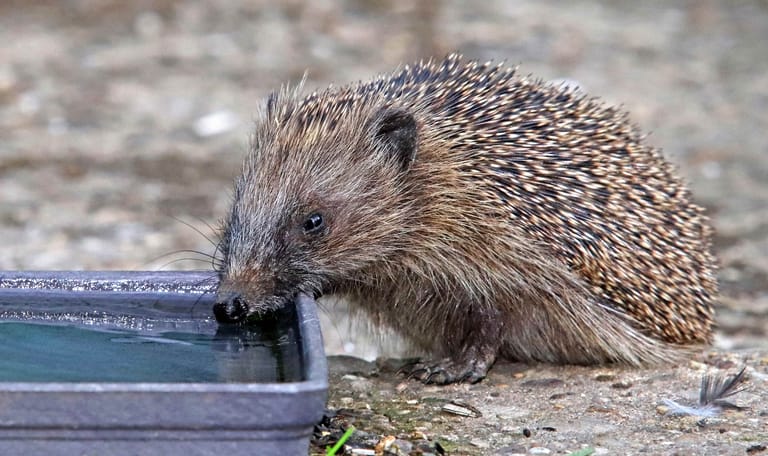Egel drinken