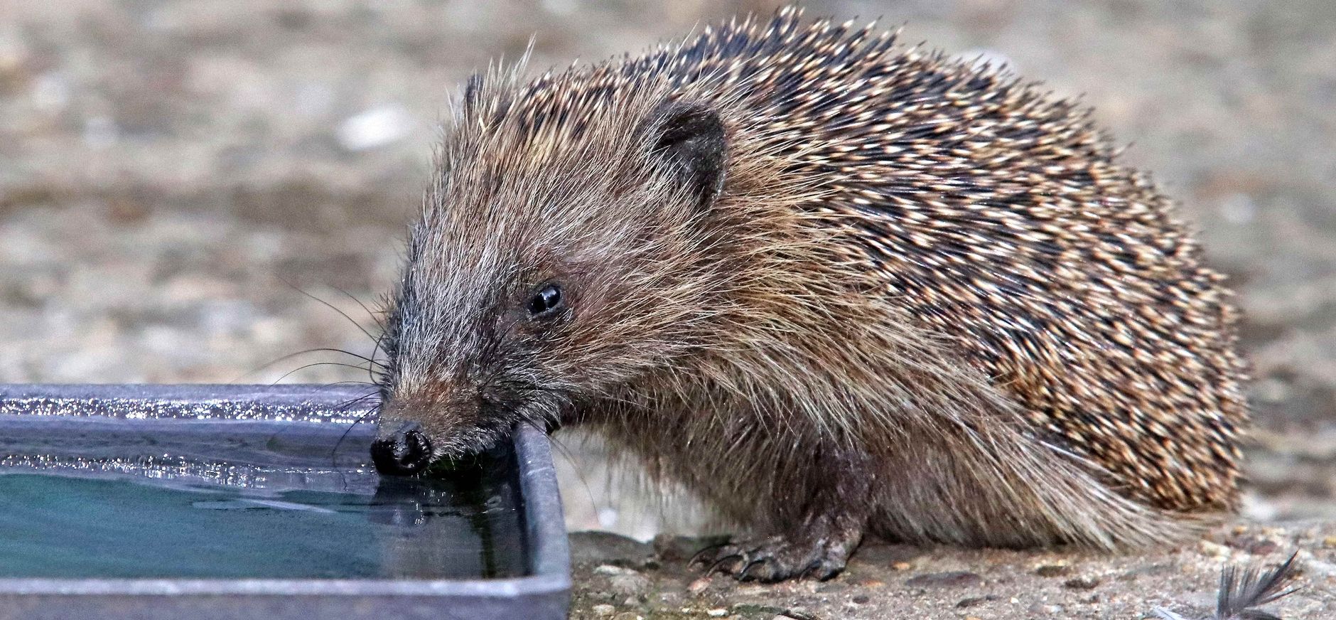 Egel drinken