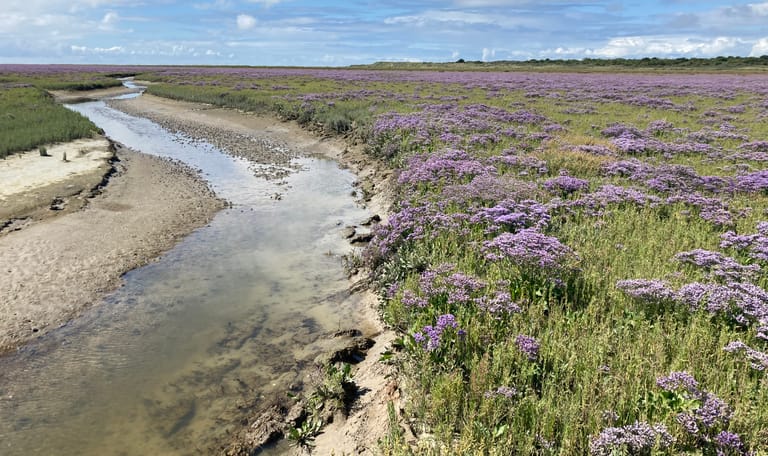 Het Rif Schiermonnikoog