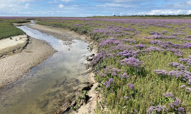 Het Rif Schiermonnikoog