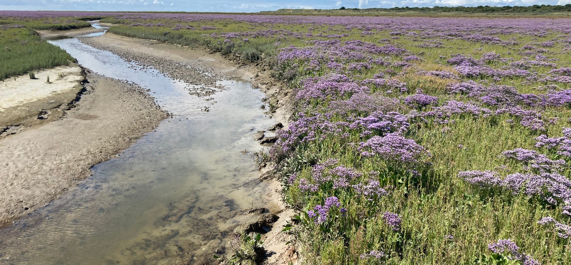 Het Rif Schiermonnikoog