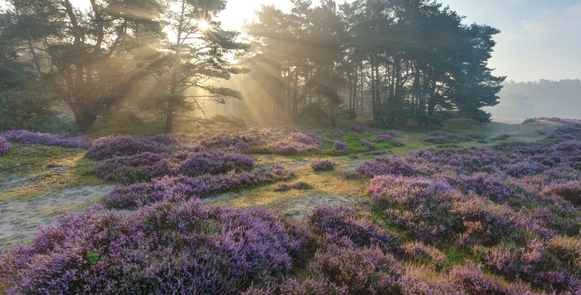 Heide Leuvenumse Bossen