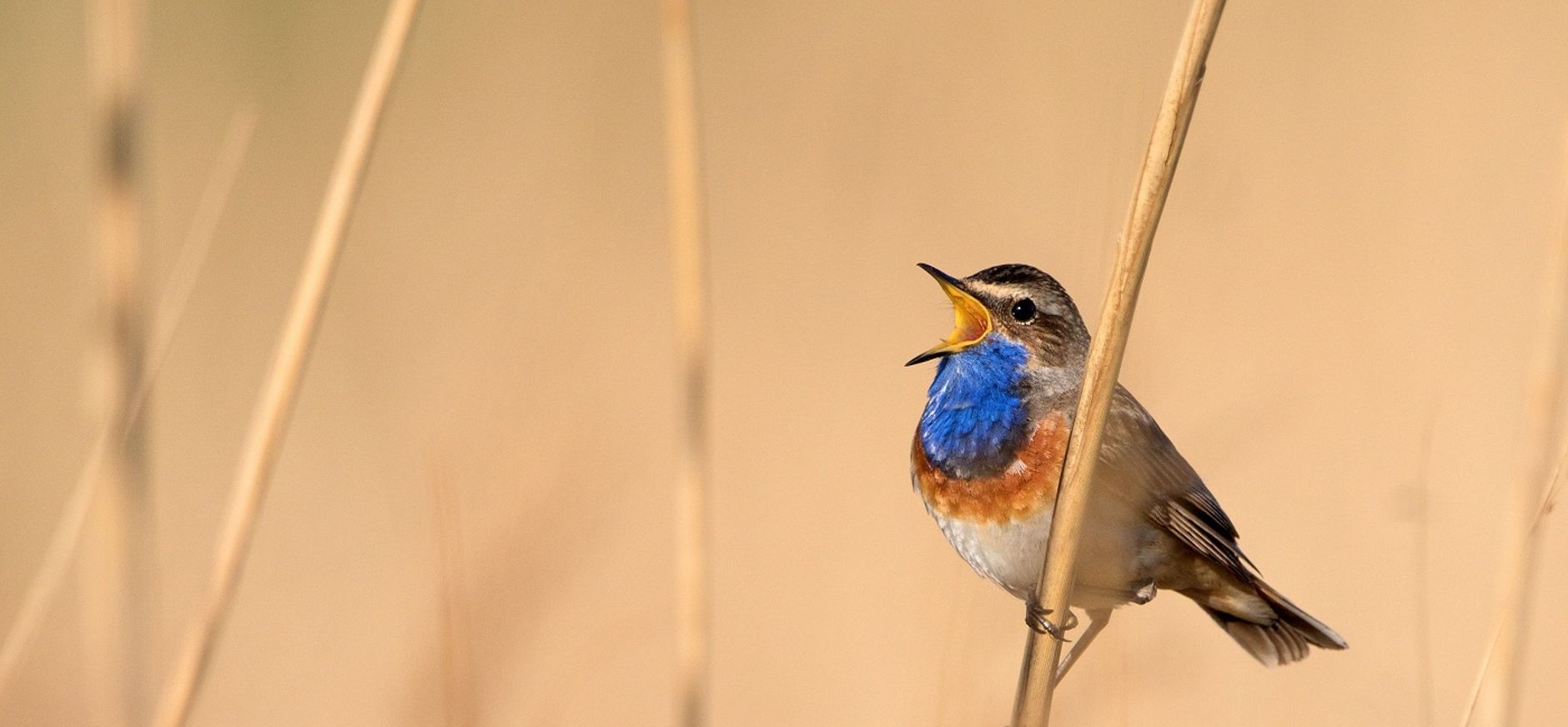 Blauwborst