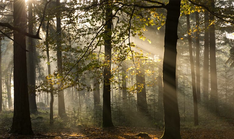 Landgoed Beekhuizen herfst
