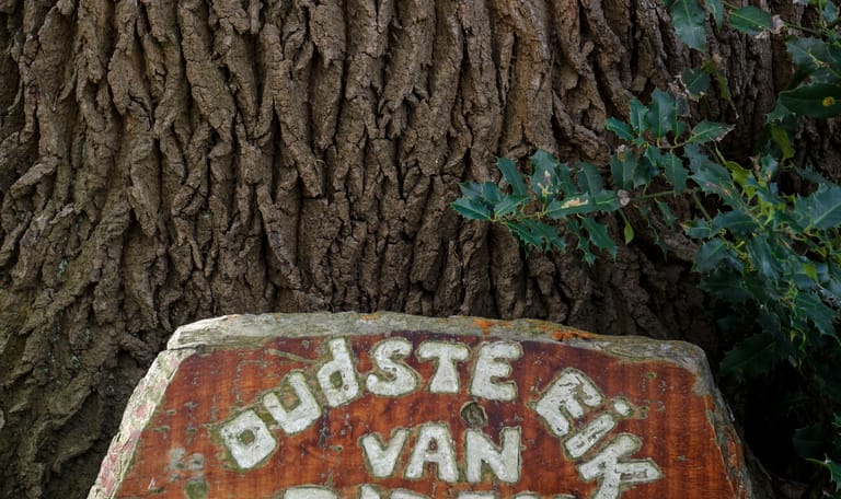 Oudste eik van Rotterdam op De Tempel