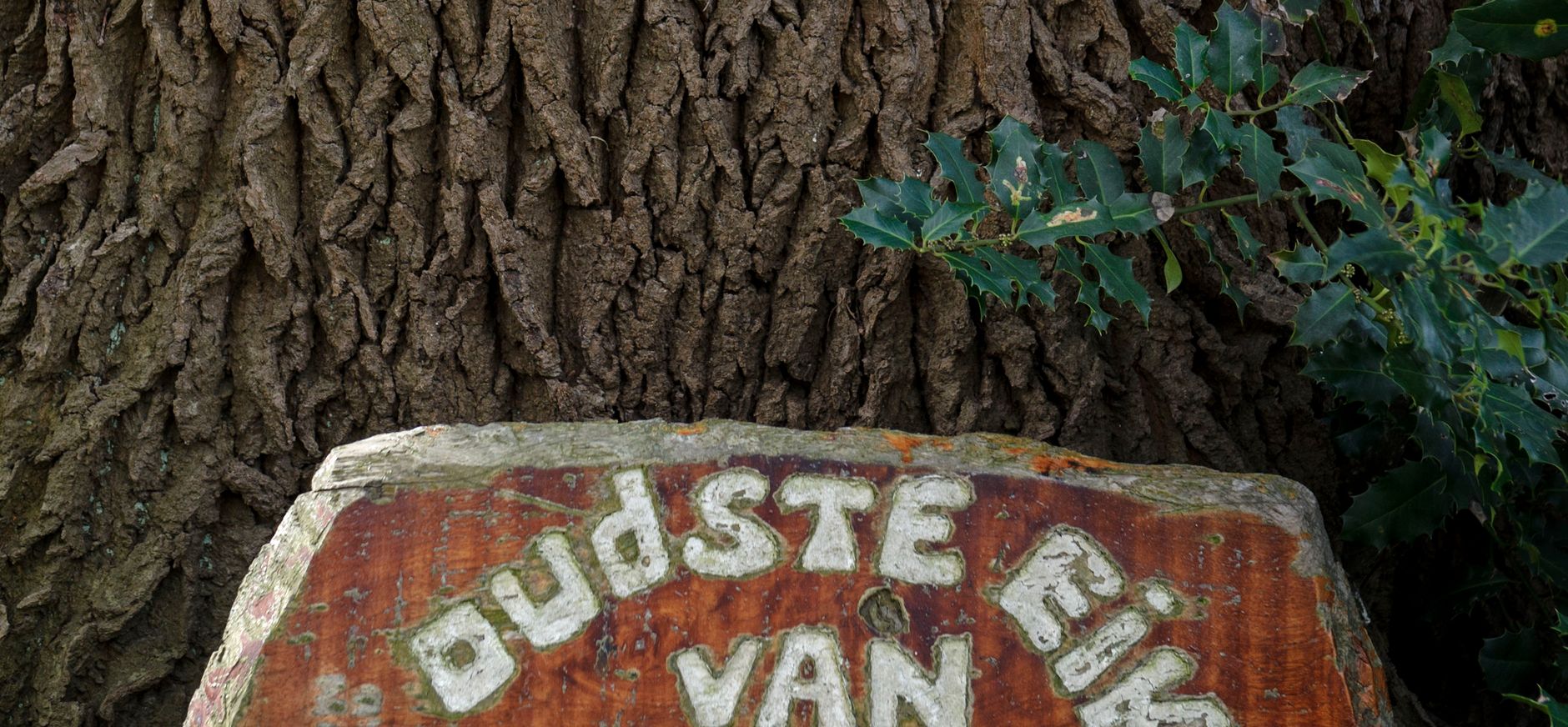 Oudste eik van Rotterdam op De Tempel