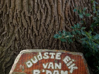 Oudste eik van Rotterdam op De Tempel