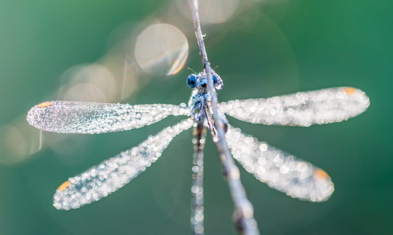 Waterjuffer fotografie