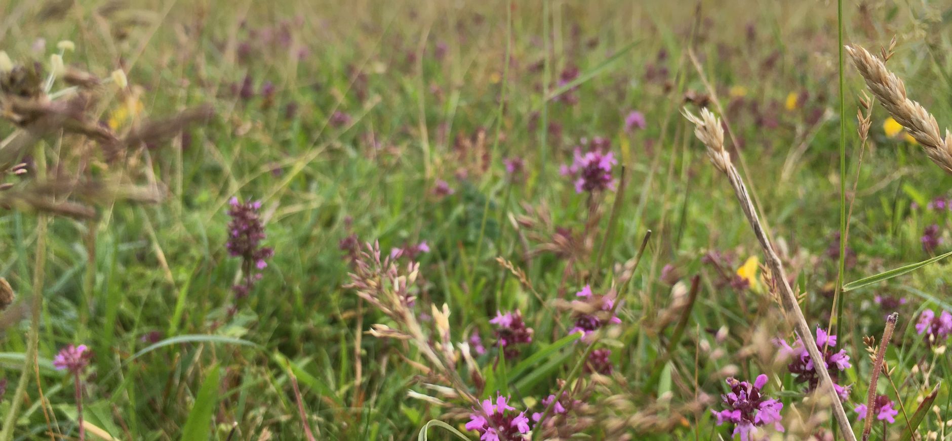duingrasland met tijm