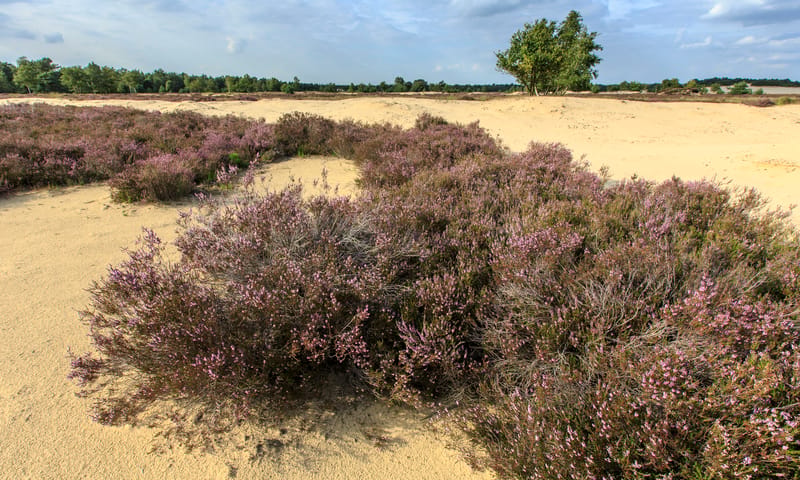 heide in de Loonse en Drunense Duinen