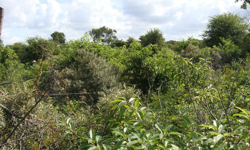 voor de ingreep: hoge dichte bossage van Amerikaanse vogelkers