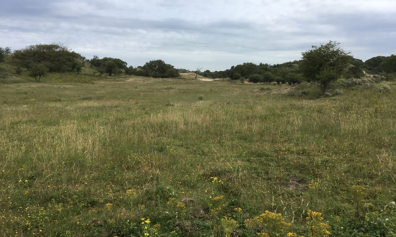 juli 2021, 9 jaar na de ingreep: bloeiend duingrasland