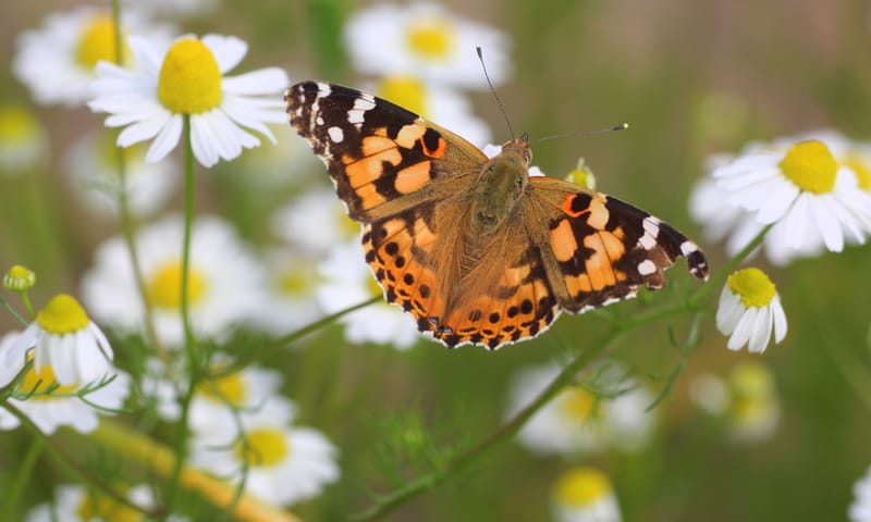 Distelvlinder op bloem van kamille.