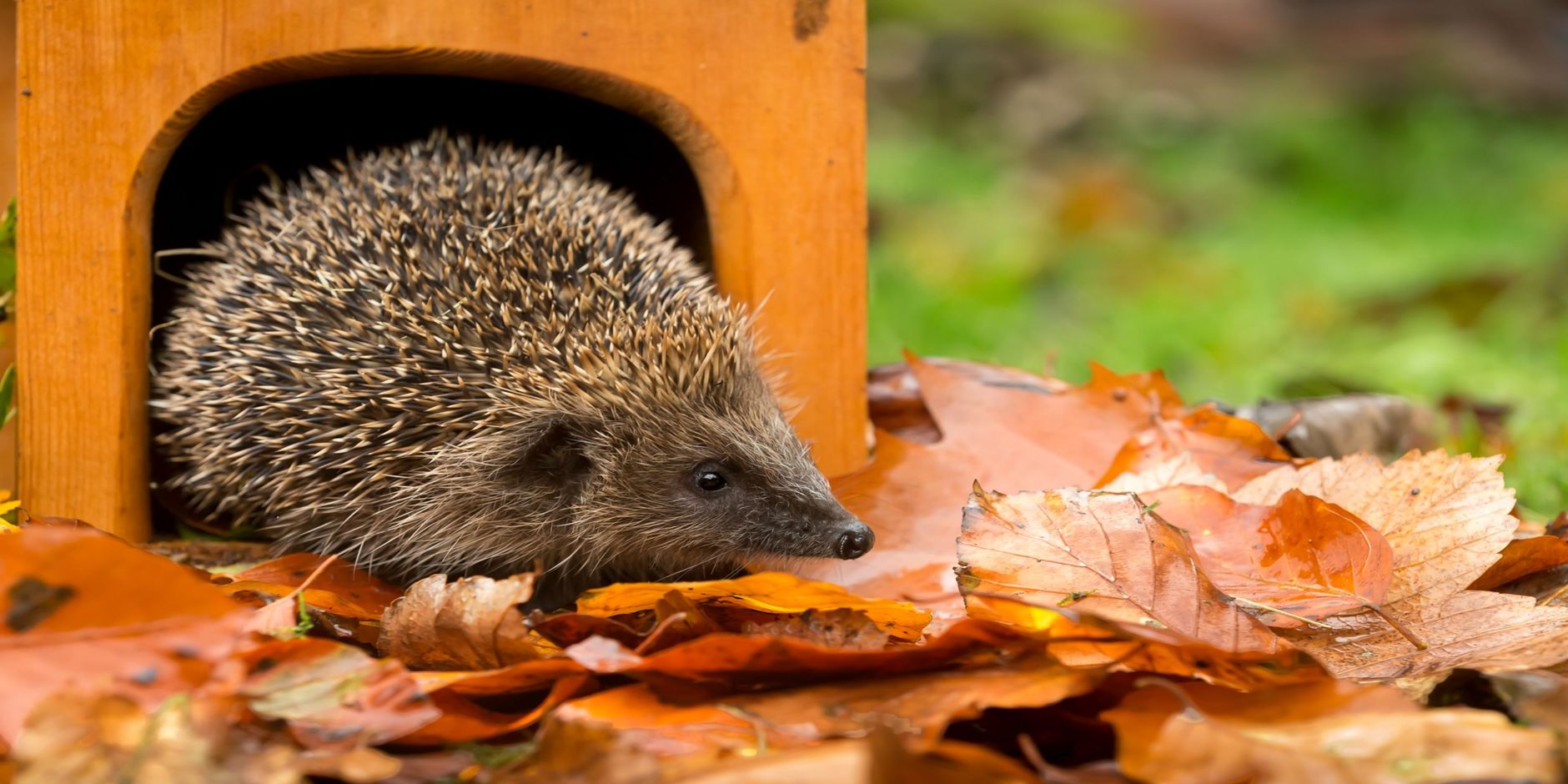 Egel bij egelhuis Egelhuis met egel tussen herfstbladeren in de tuin