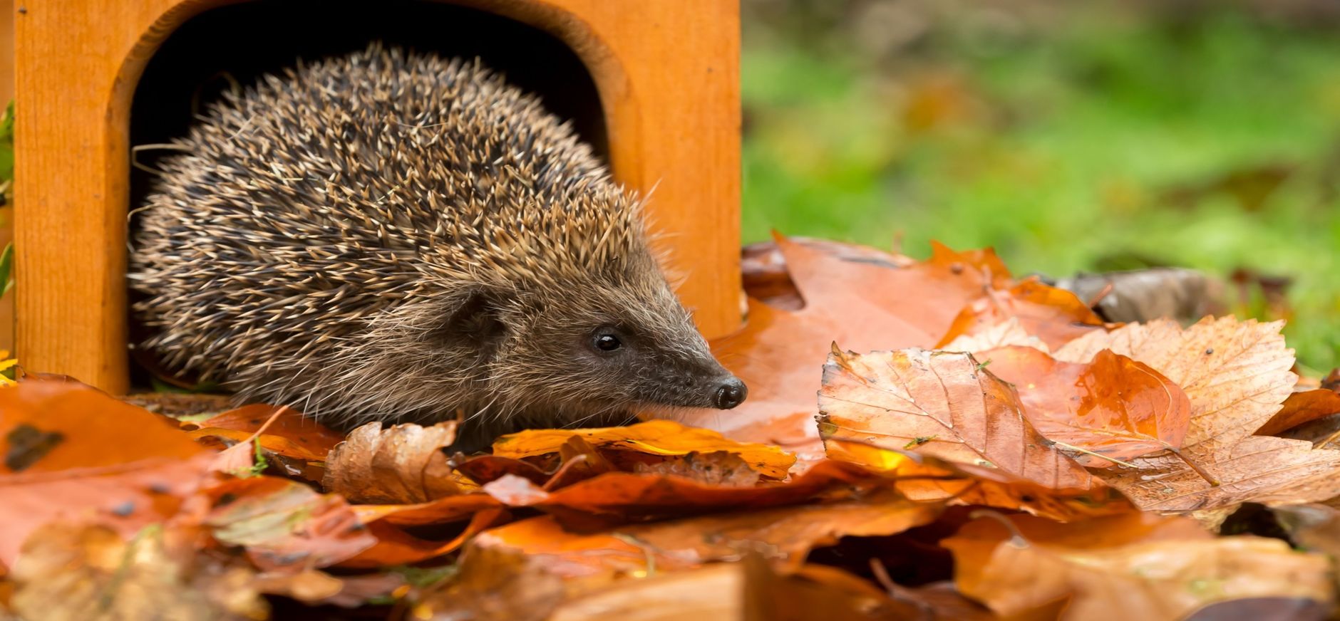 Egel bij egelhuis Egelhuis met egel tussen herfstbladeren in de tuin