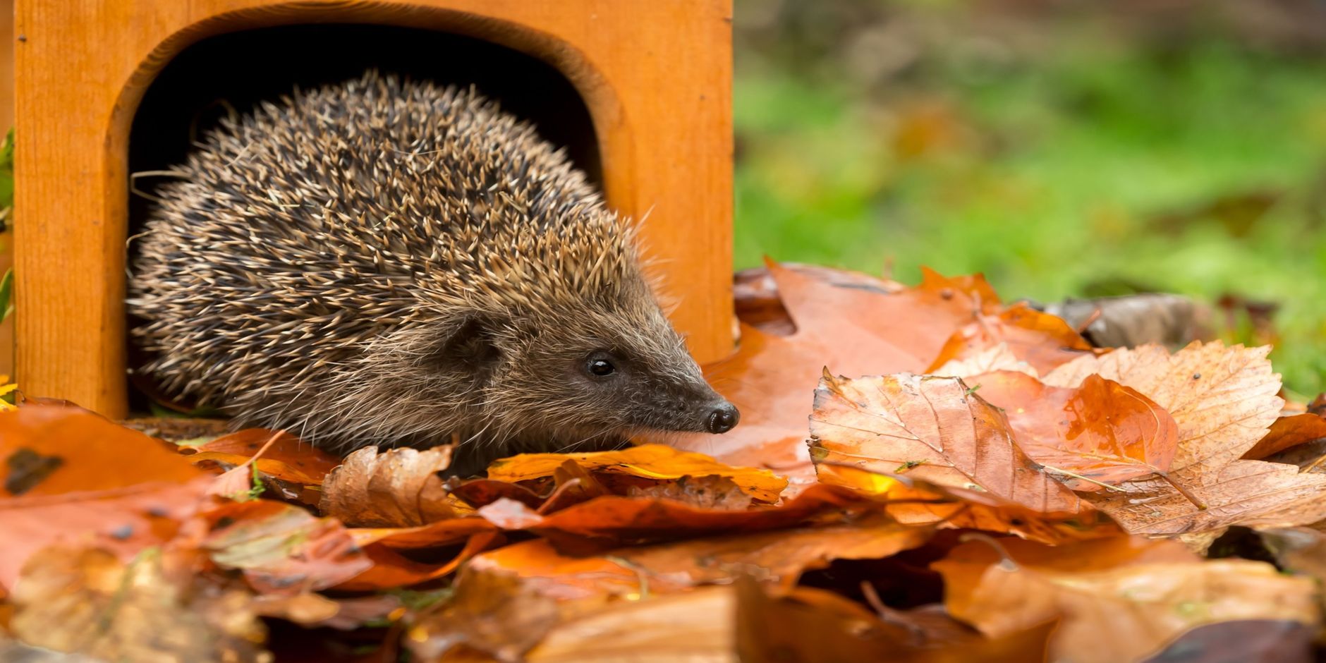 Egel bij egelhuis Egelhuis met egel tussen herfstbladeren in de tuin