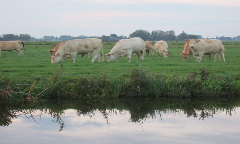 Blonde d’Aquitaines