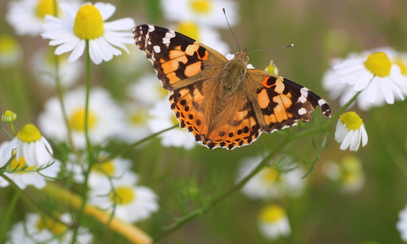 Distelvlinder op bloem van kamille.