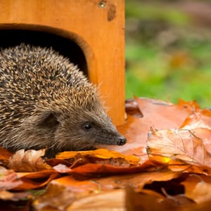 Egel bij egelhuis Egelhuis met egel tussen herfstbladeren in de tuin