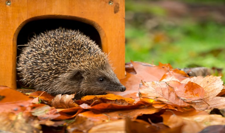 Egelhuis met egel tussen herfstbladeren in de tuin